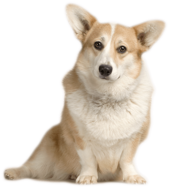 警覺柯基犬坐姿肖像 壁紙 — 一隻毛茸茸的棕白色哥基犬在純黑背景下專注地坐著，豎起大耳朵，眼神充滿靈魂。