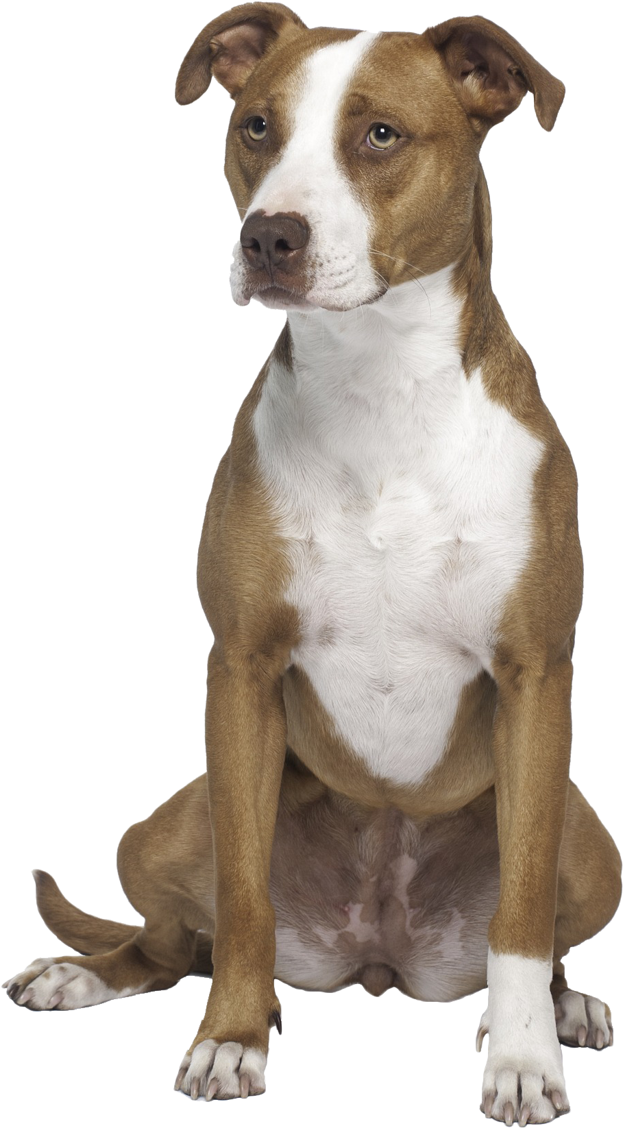 警覺棕白比特犬 壁紙 — 一隻棕色和白色的比特鬥牛梗在 stark 黑色背景下警覺地坐著，眼神強烈而專注。