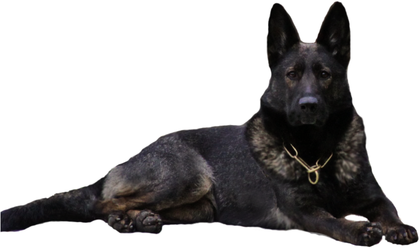 警覺的德國牧羊犬 壁紙 — 一隻黑褐色德國牧羊犬在純黑背景下警覺地躺著，戴著金色鏈條項圈。