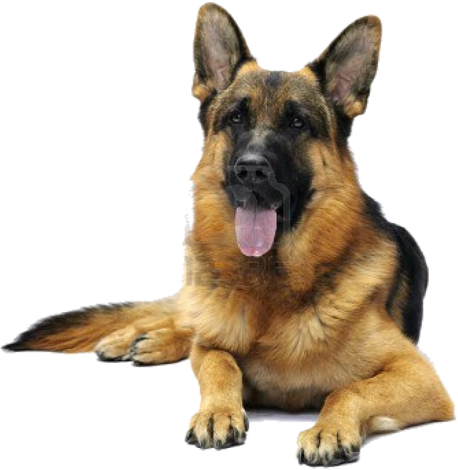 警覺的德國牧羊犬 壁紙 — 一隻德國牧羊犬躺下，舌頭伸出，背景是 stark 黑色。