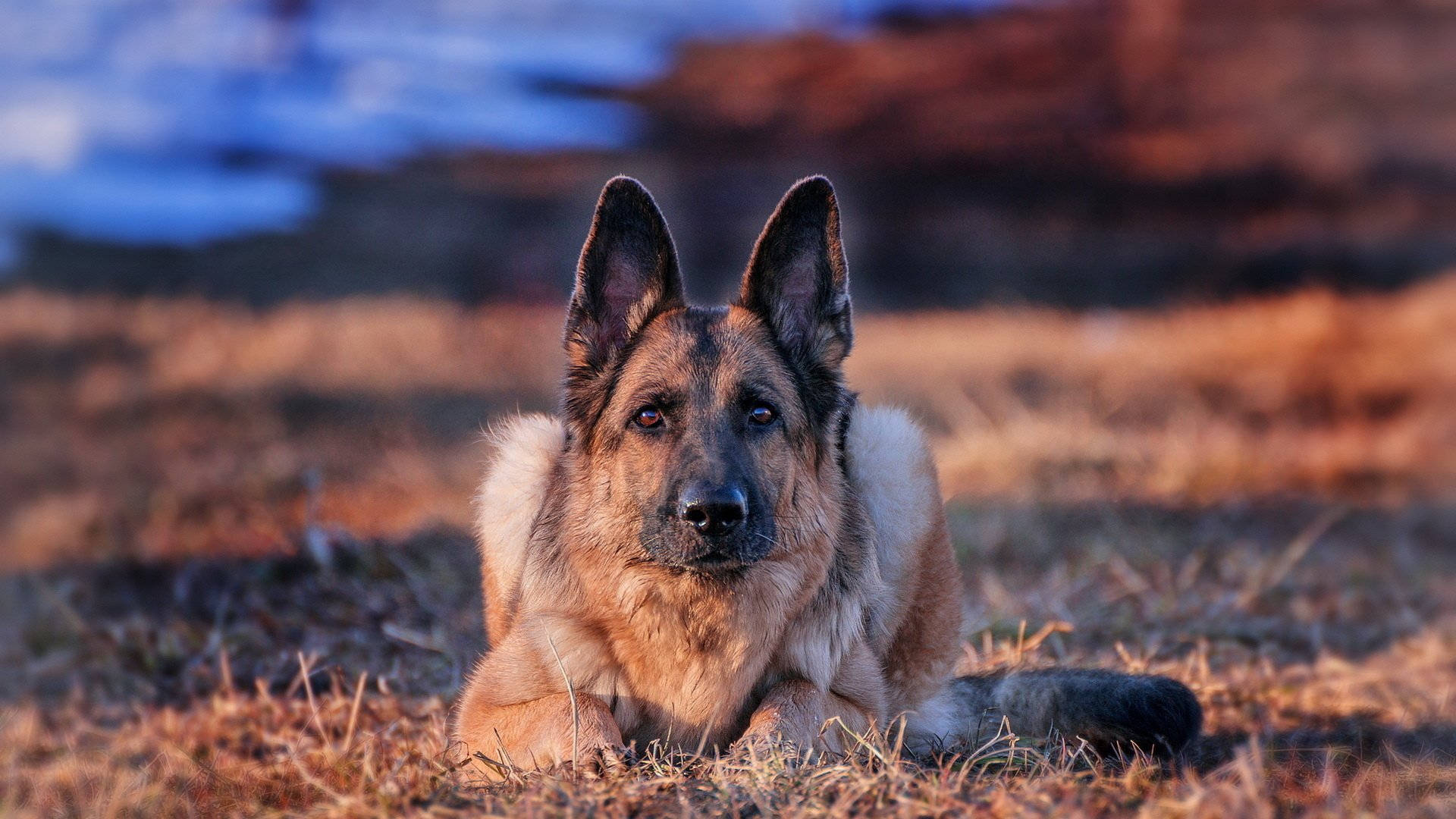警覺的德國牧羊犬 壁紙 — 一隻德國牧羊犬警覺地躺在金色草地上，溫暖的陽光沐浴著牠的毛髮，背景是模糊的藍色和棕色。