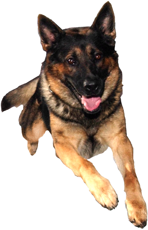 警覺的德國牧羊犬 壁紙 — 一隻快樂的德國牧羊犬在純白色背景前伸出舌頭向前跳躍。