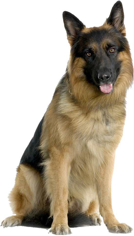警覺的德國牧羊犬坐姿 壁紙 — 一隻德國牧羊犬警覺地坐著，舌頭伸出，在純黑色背景上展示其棕黑色毛髮。