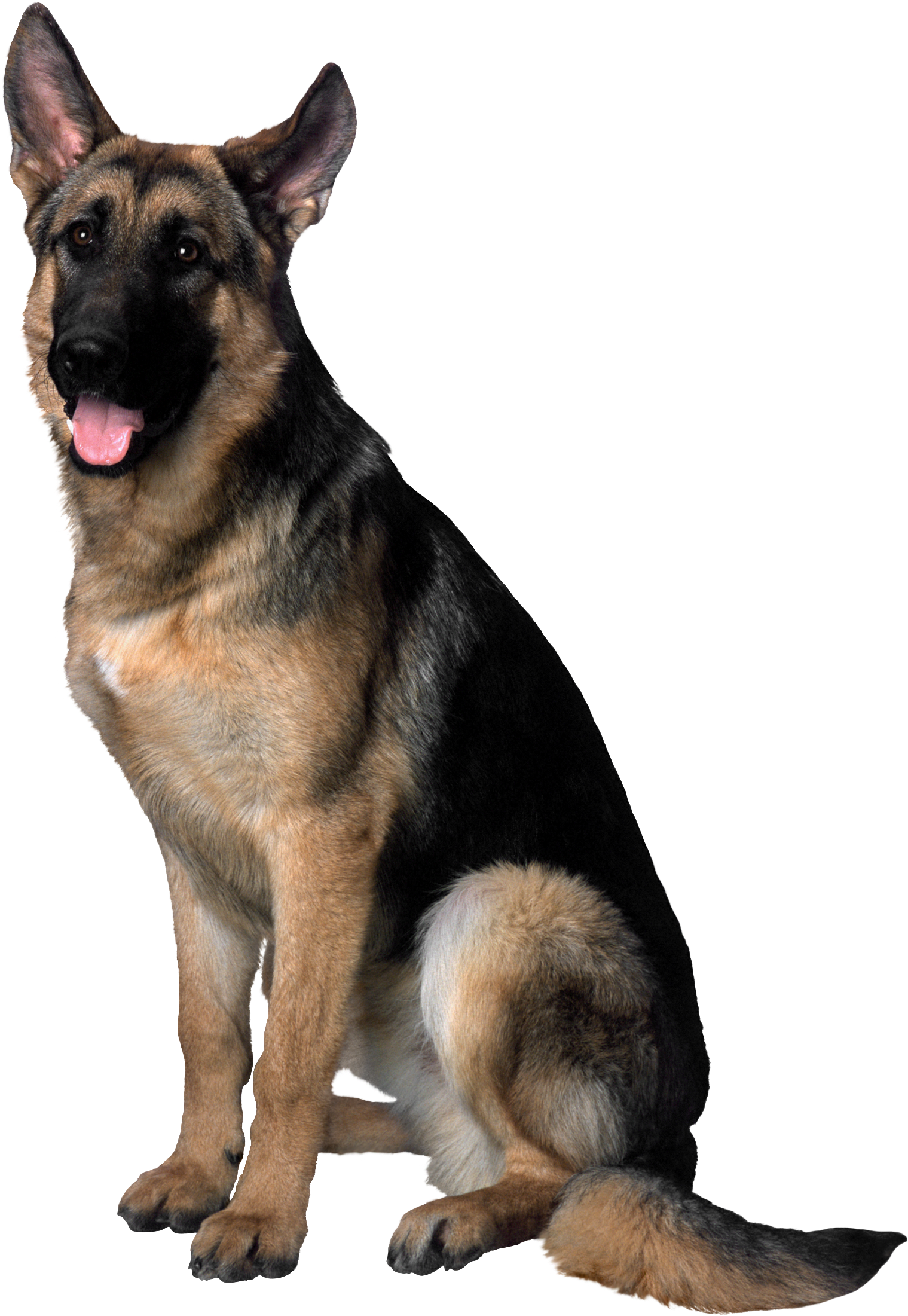 警覺的德國牧羊犬坐姿 壁紙 — 一隻德國牧羊犬警覺地坐著，伸出舌頭，在純黑背景襯托下，突顯其棕黑色毛髮。
