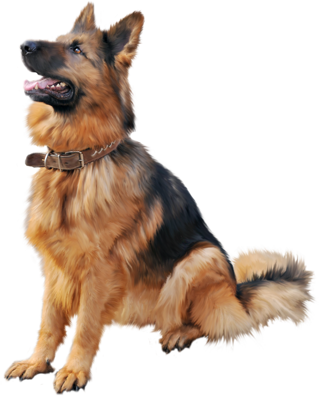 警覺的德國牧羊犬坐姿 壁紙 — 一隻威嚴的德國牧羊犬警覺地坐著，擁有棕黑色毛髮和皮項圈，背景是 stark 黑色。