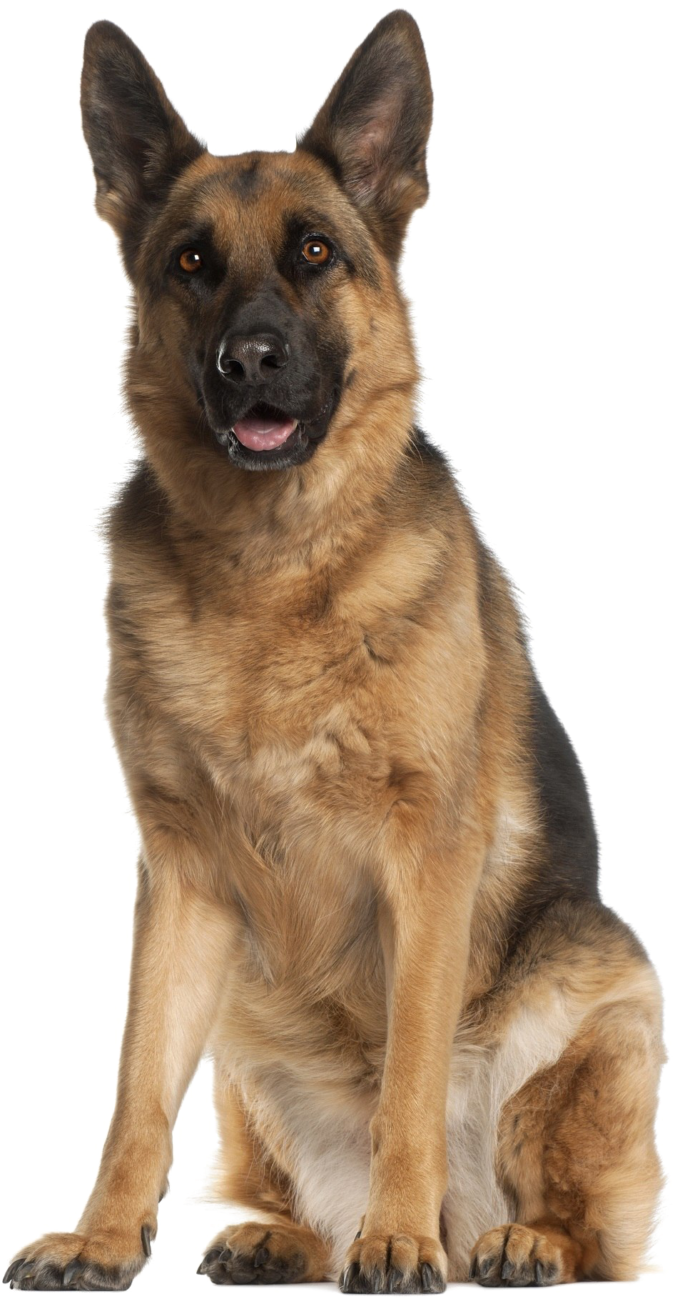 警覺的德國牧羊犬坐姿 壁紙 — 一隻德國牧羊犬警覺地坐著，豎起耳朵，溫暖的琥珀色眼睛，背景是純黑色。