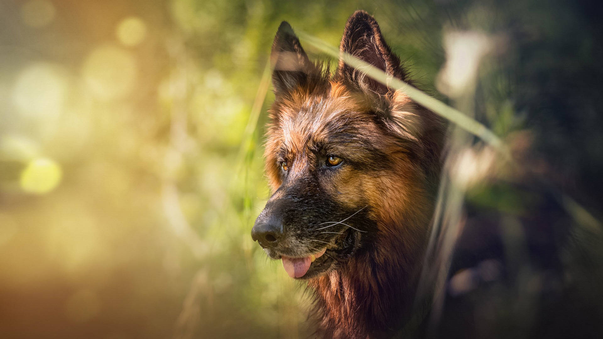 警覺的德國牧羊犬工作照 壁紙 — 一隻德國牧羊犬豎起耳朵、伸出舌頭，透過陽光照耀的草地凝視，背景是金色散景。