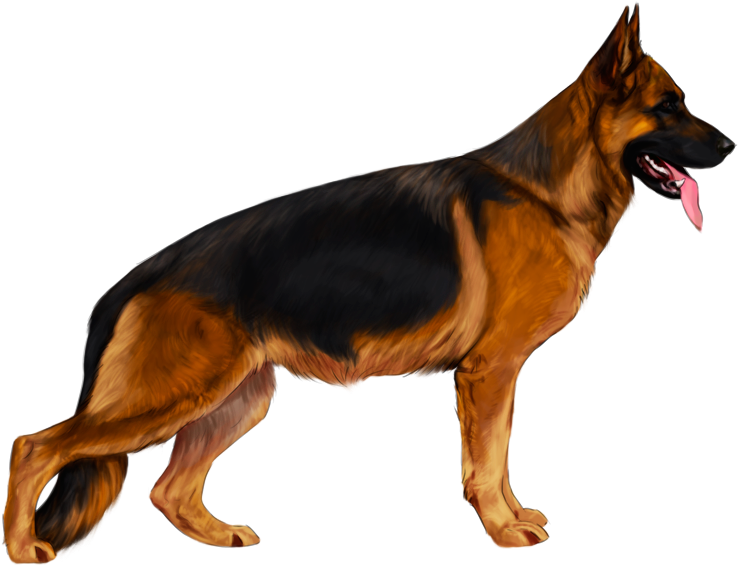 警覺的德國牧羊犬站立 壁紙 — 一隻德國牧羊犬在純黑色背景下側面警覺地站立，伸出舌頭，耳朵豎起。