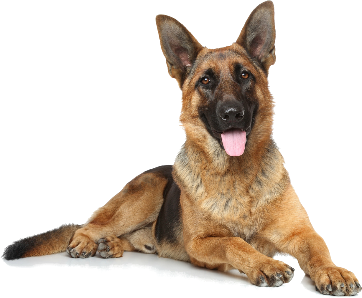 警覺的德國牧羊犬躺臥圖 壁紙 — 一隻開心的德國牧羊犬放鬆地躺著，舌頭伸出，背景是 stark 黑色。