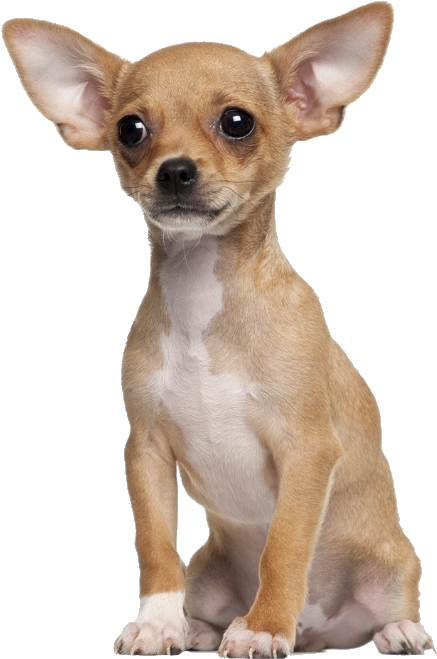 警覺的棕褐色芝娃娃幼犬 壁紙