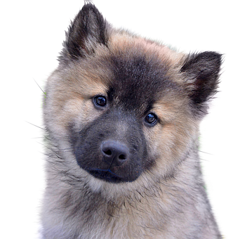 警覺的歐亞幼犬肖像
