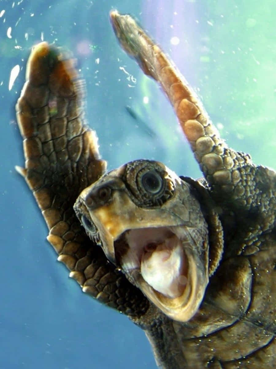水下海龜，嘴裡有魚