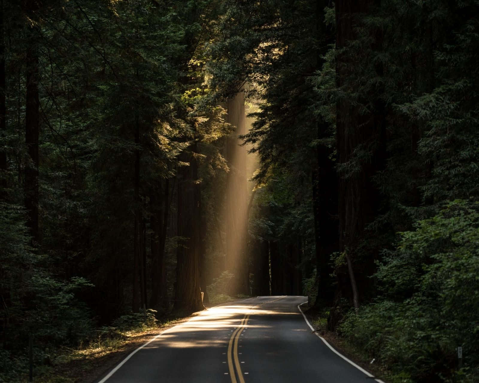 讓公路引領你的旅程 壁紙 — 一條蜿蜒的森林小路沐浴在透過高聳樹木過濾的金色陽光中，營造出寧靜的自然隧道效果。