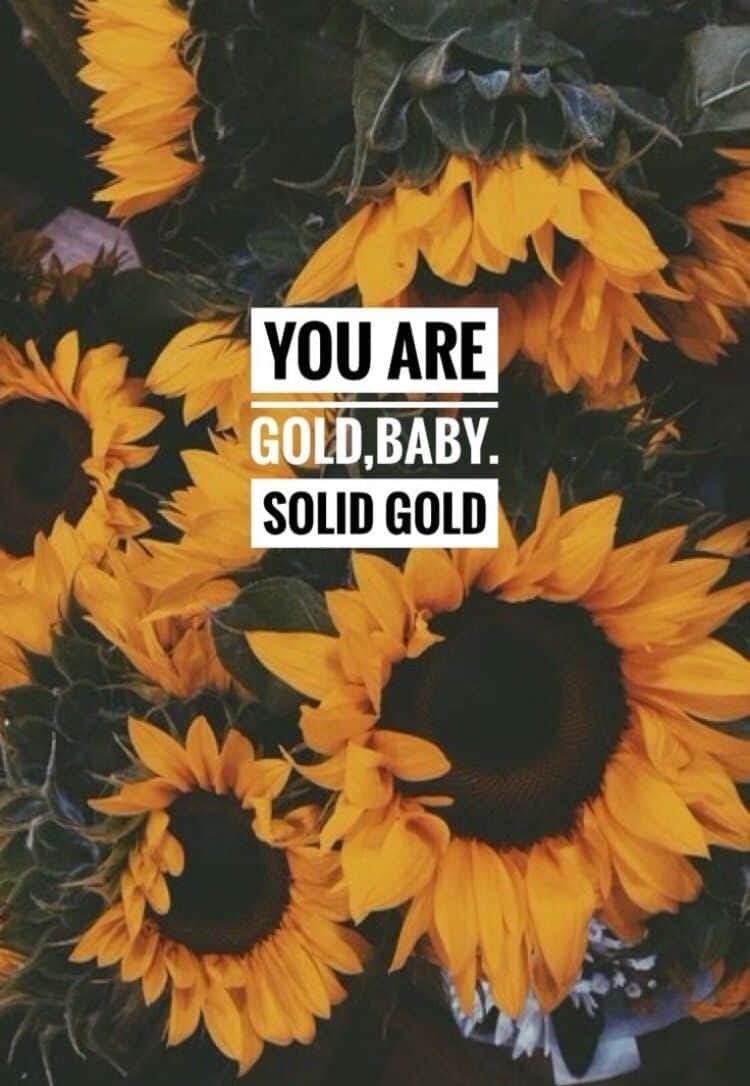 向日葵上疊加粗體文字 you are gold baby solid gold