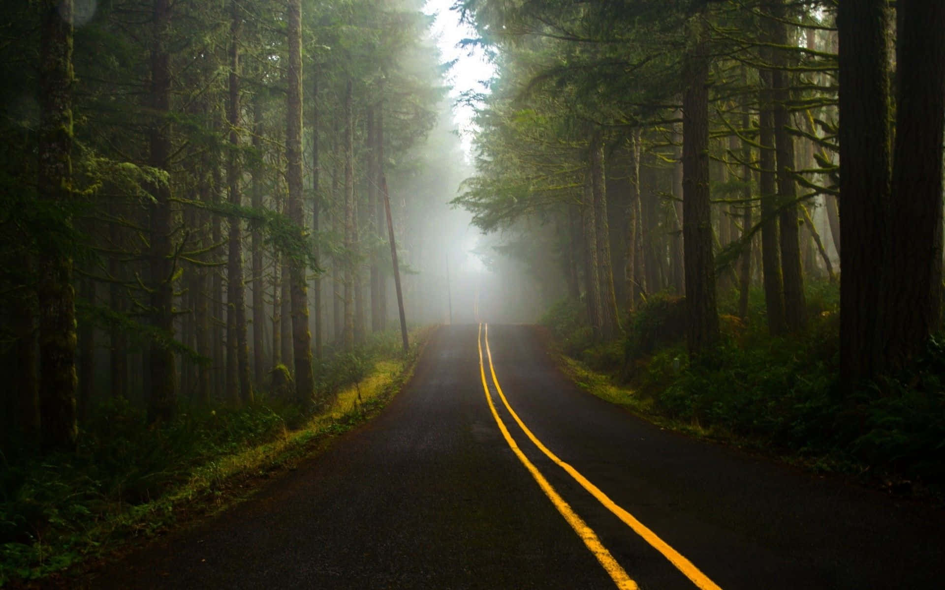 霧氣瀰漫的森林道路，黃色線條通往柔和晨光。