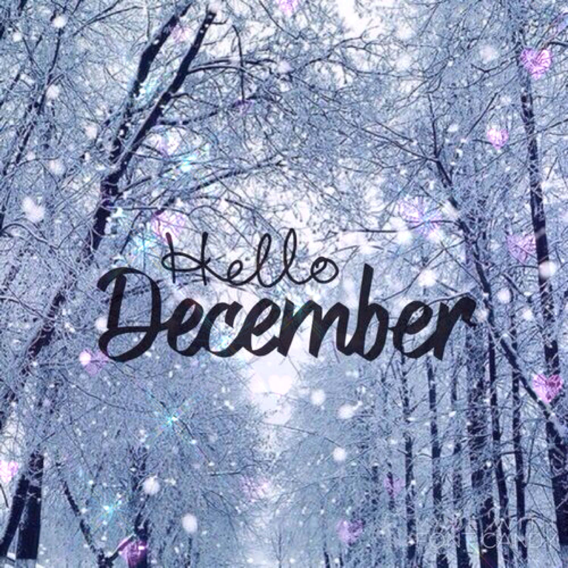 白雪覆蓋的樹木、發光粒子和優雅草書的「Hello December」文字。