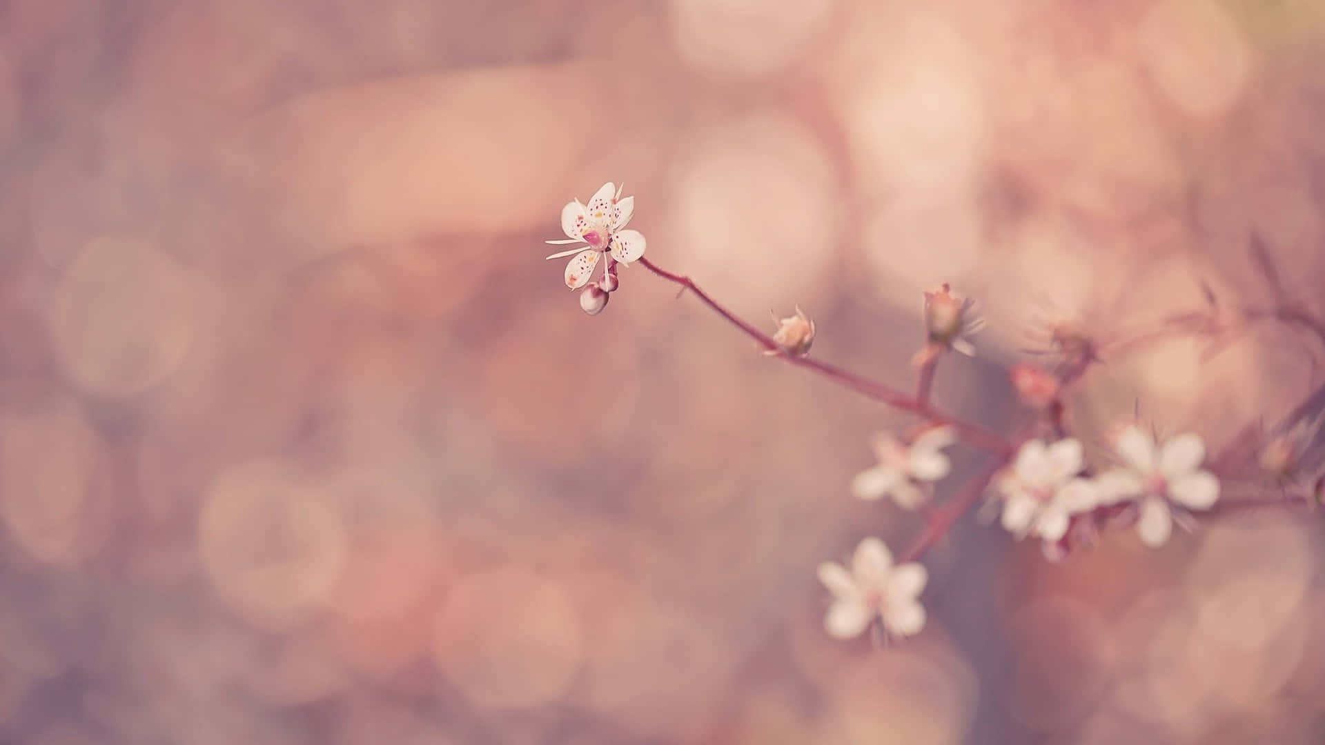 讓牆面煥發活力的粉紅Tumblr背景 壁紙 — 細緻的白花在纖細的枝條上綻放，襯托著柔和的粉紅色散景背景。