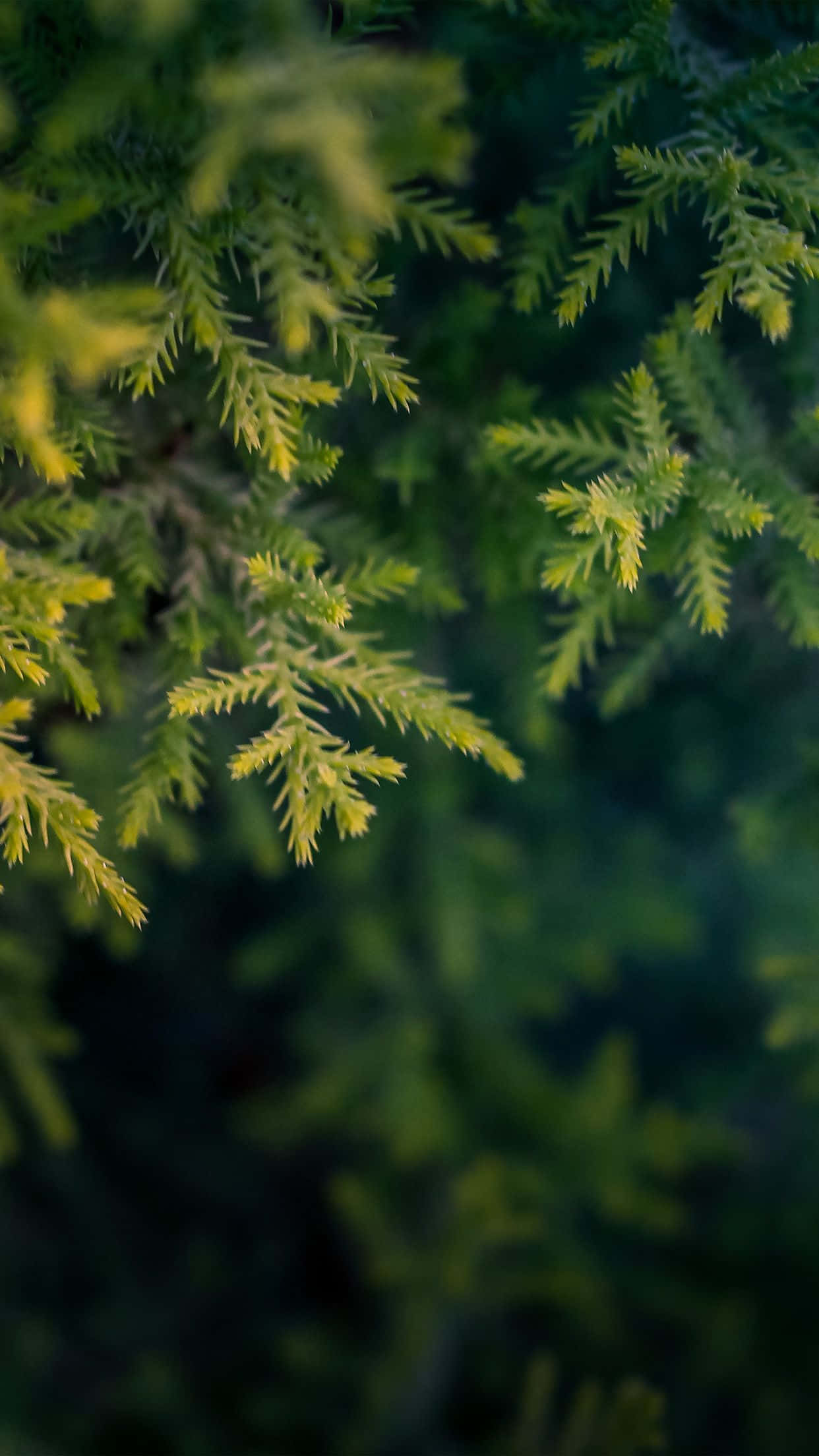 讓自然成為您日常的一部分 壁紙 — 特寫鏡頭：鮮綠色松針，帶有柔和黃色亮點，背景為模糊的森林。