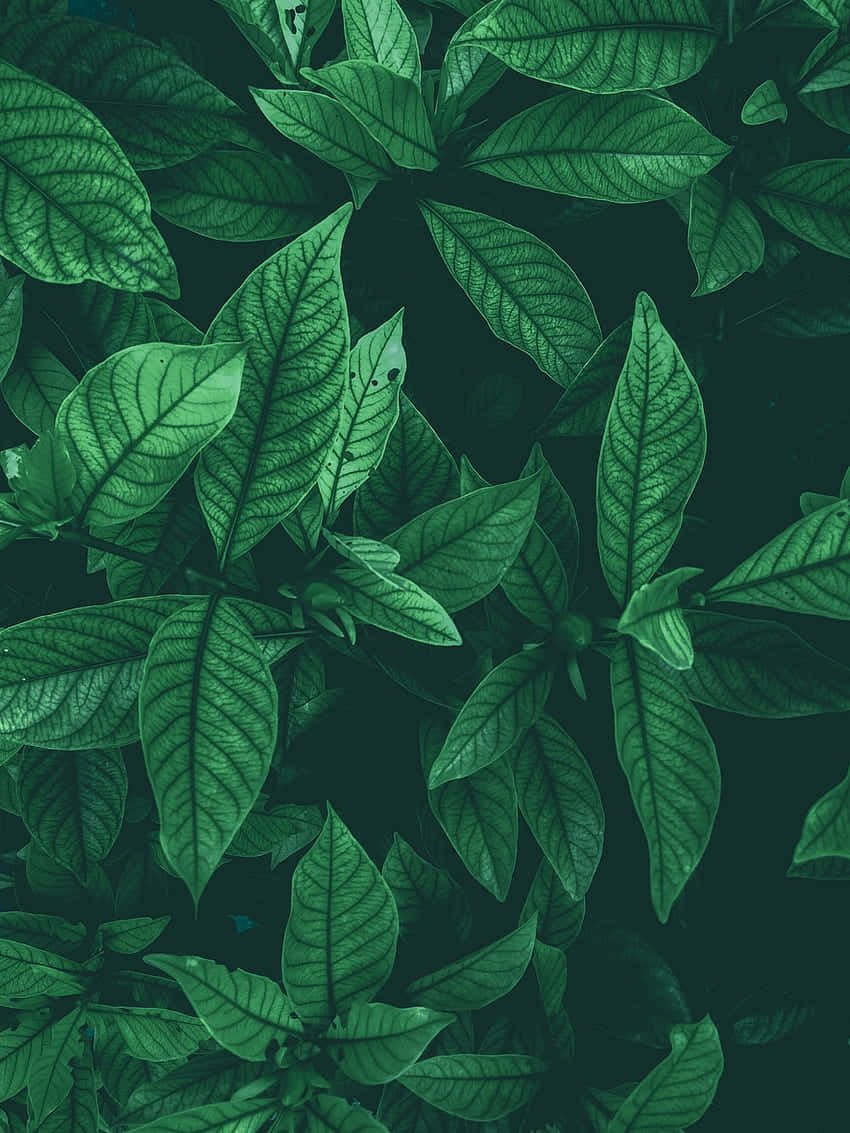 特寫茂盛的綠色葉片，在深色背景上可見葉脈。