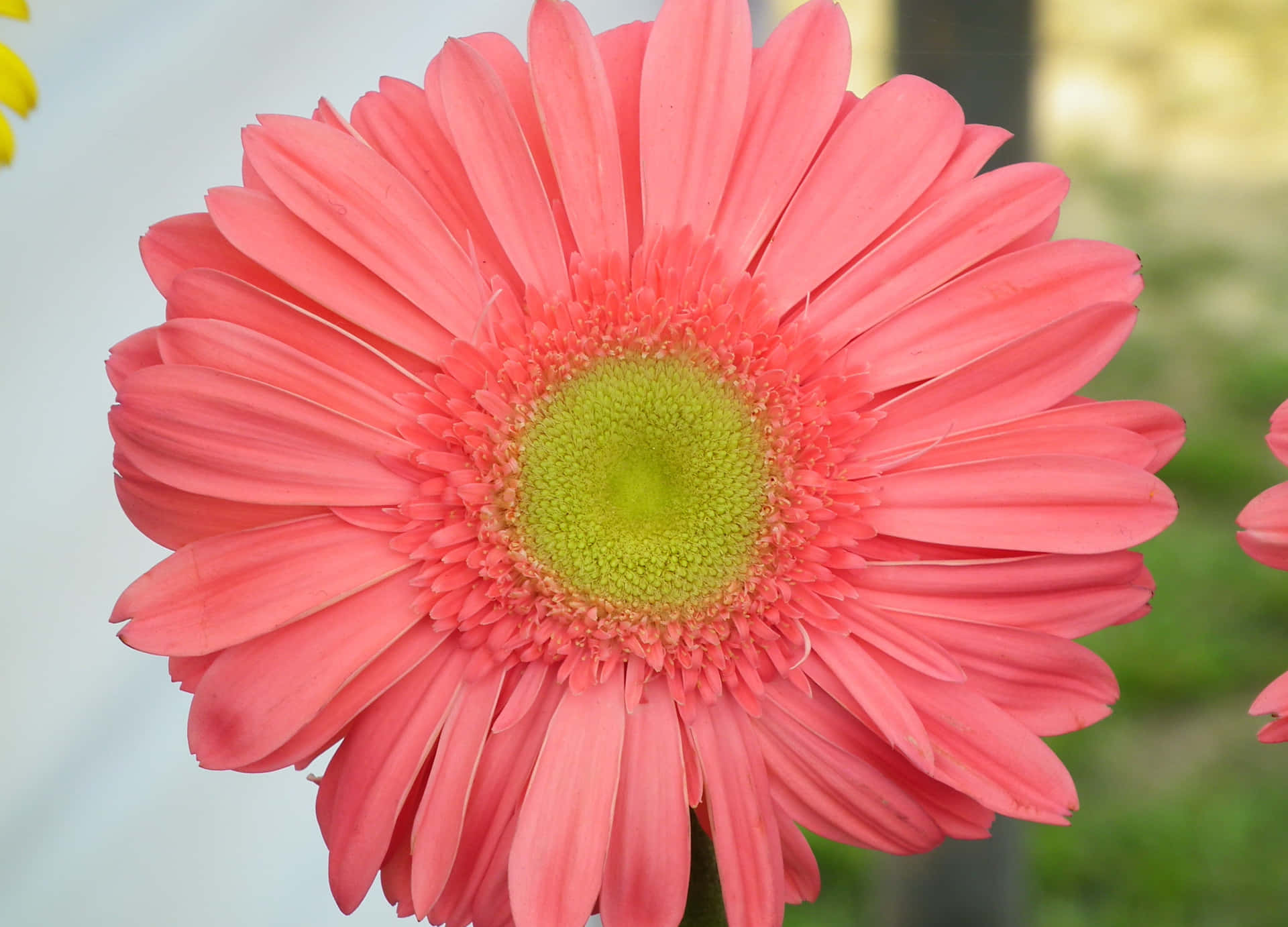 花園中帶有綠色中心的粉紅色非洲菊雛菊特寫。