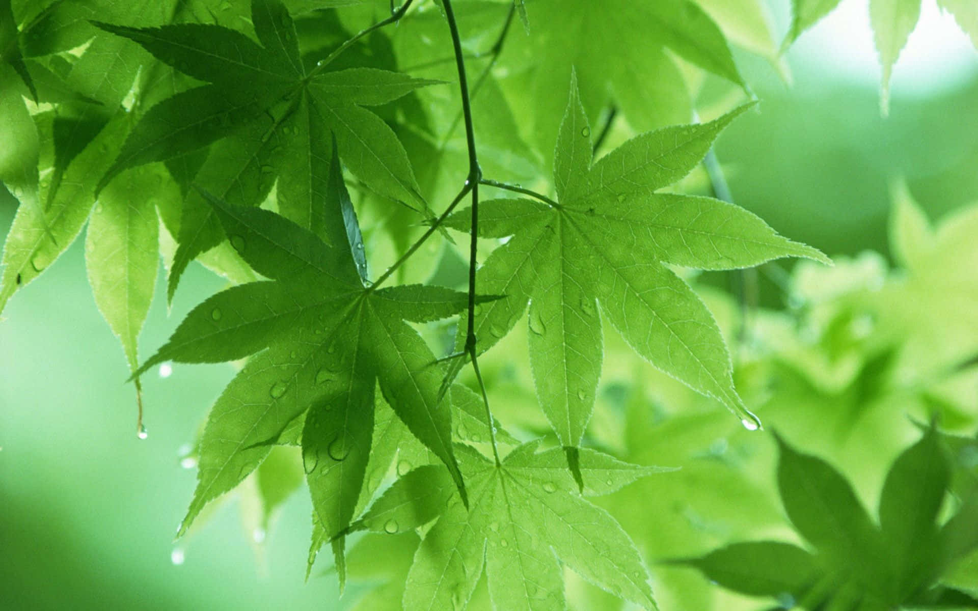 森林中沾滿露水的楓葉特寫