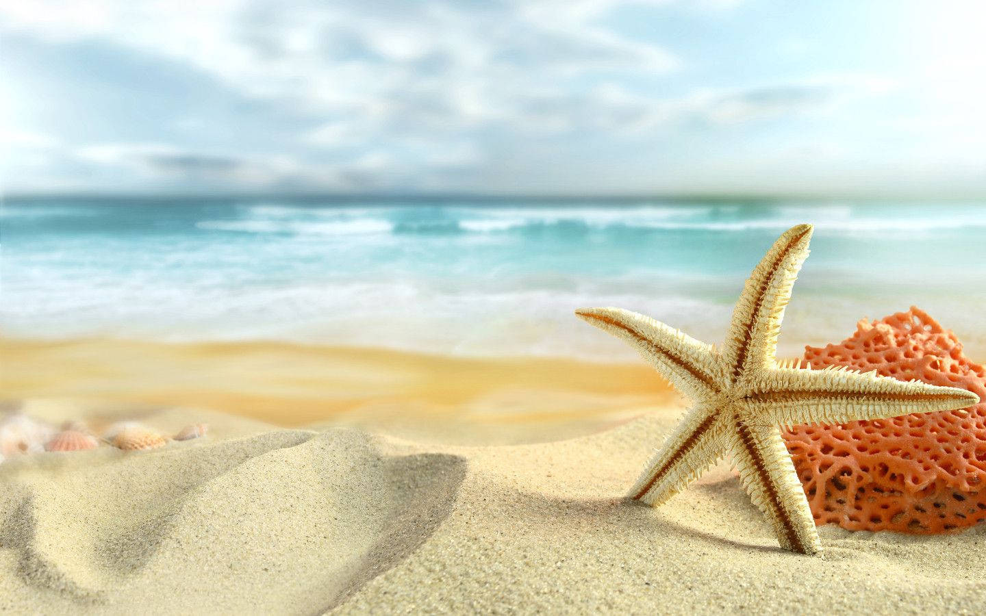 沙灘上的海星和海綿，海浪