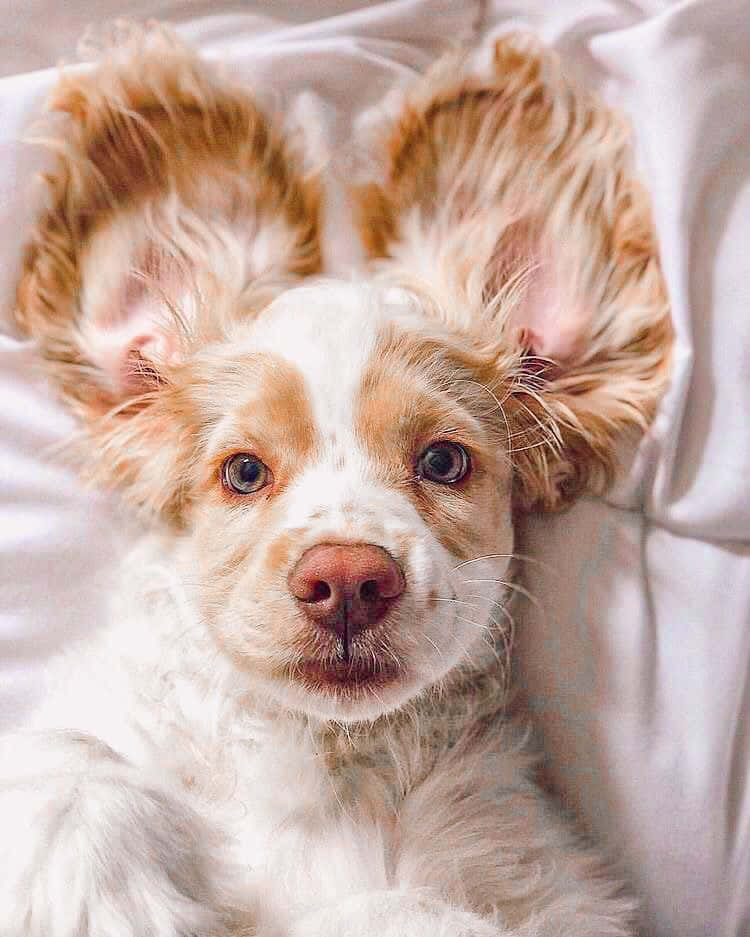 讓這隻可愛幼犬為你的生活增添更多可愛感！ 壁紙 — 一隻毛茸茸的白色和棕褐色小狗，長著過大的耳朵，躺在柔軟的白色床單上，用寬闊好奇的眼睛向上凝視。