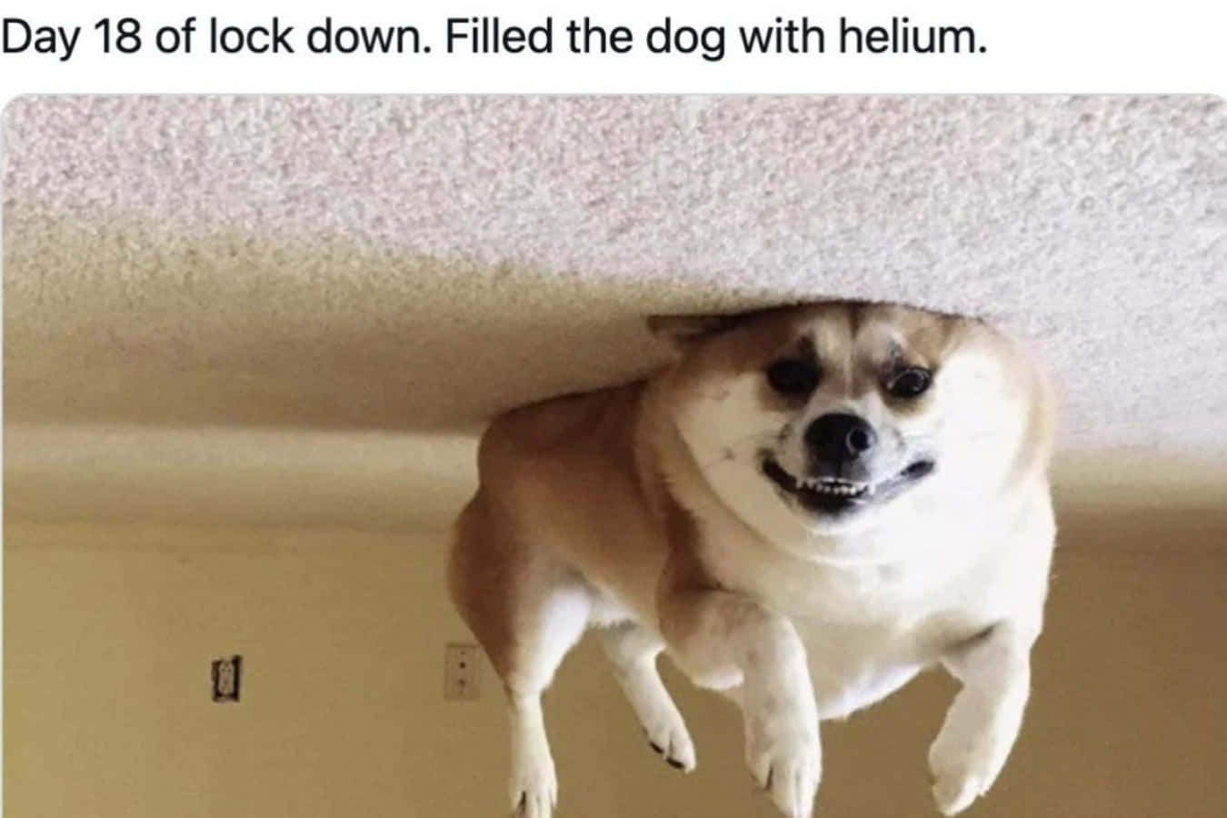 一隻哥基犬在地毯天花下倒轉漂浮，露出傻傻的笑容。