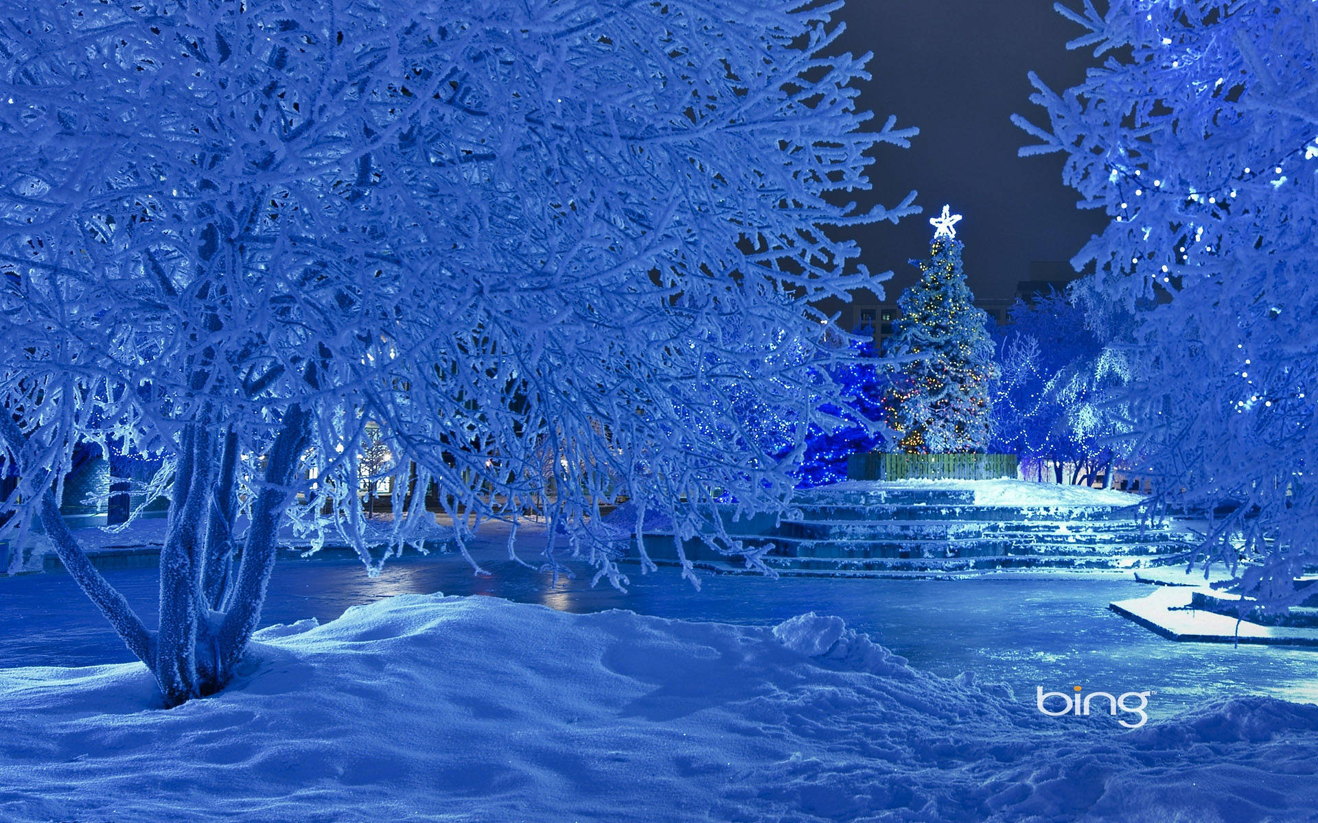 白雪覆蓋的樹木環繞著冬季公園夜晚中閃耀的聖誕樹。