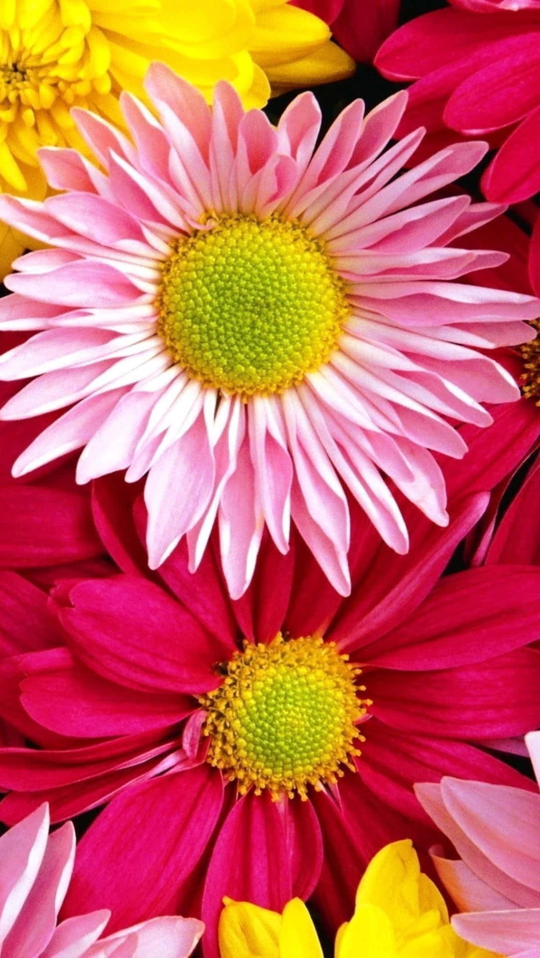 色彩繽紛的雛菊特寫，花瓣呈粉紅色、洋紅色和黃色。