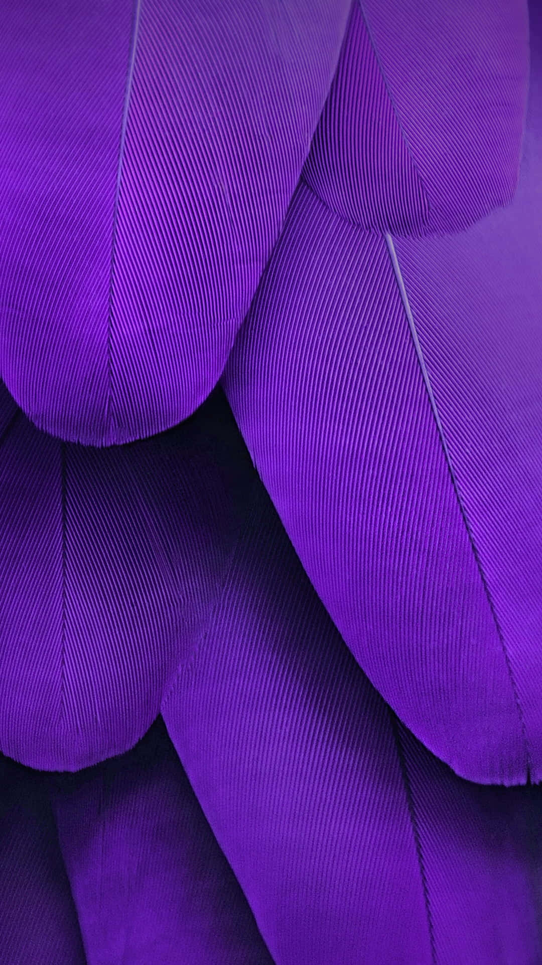 Purple Feathers 桌布 壁紙 — 豐富紫色羽毛的特寫，帶有精細的羽枝和柔和的陰影，營造出奢華的質感。