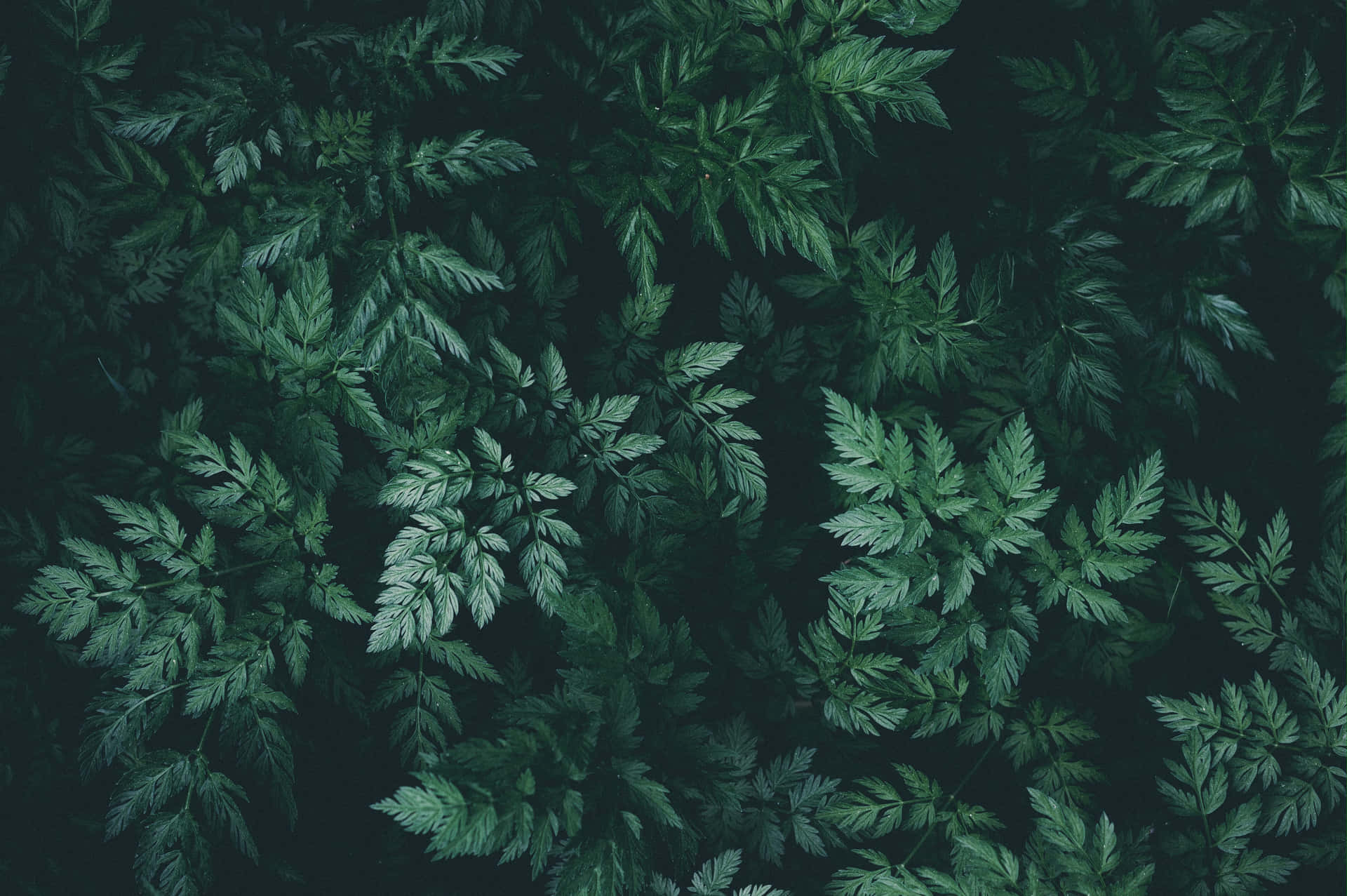 陰暗森林中茂密綠色蕨葉的特寫