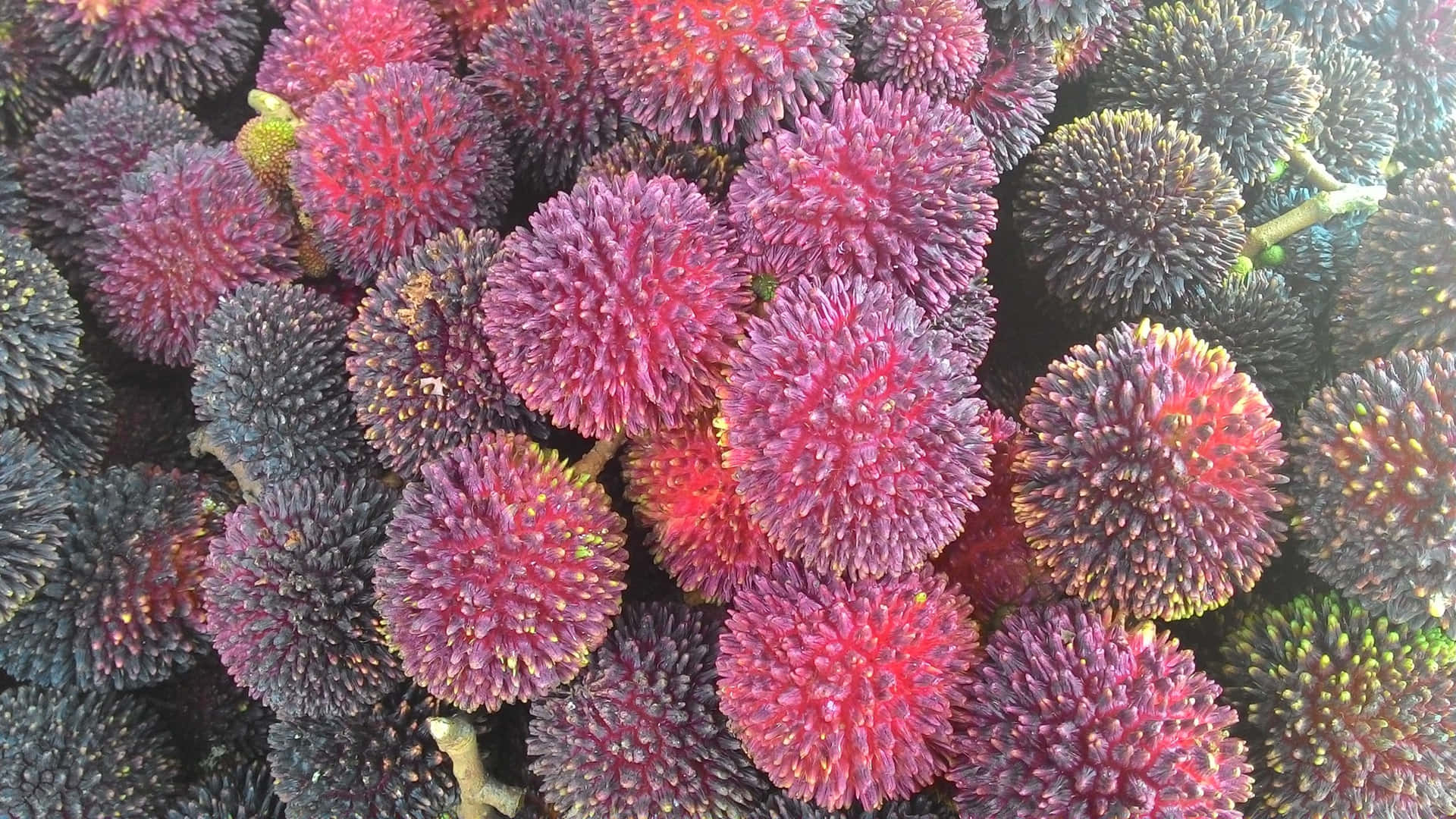 豐盛過熟的蒲拉桑果 壁紙 — 一組帶刺的紅毛丹緊密地聚集在一起，呈現深粉紅色和紫色的鮮豔特寫。