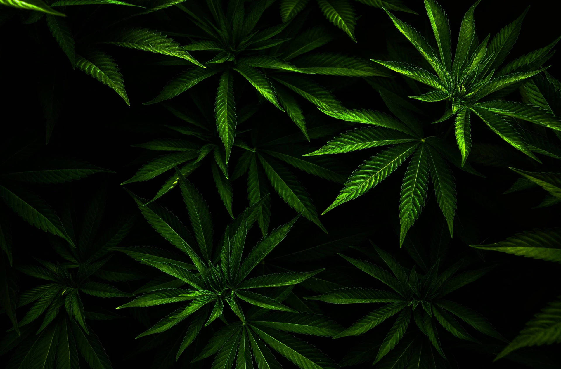 黑色背景上發光的綠色大麻葉特寫。