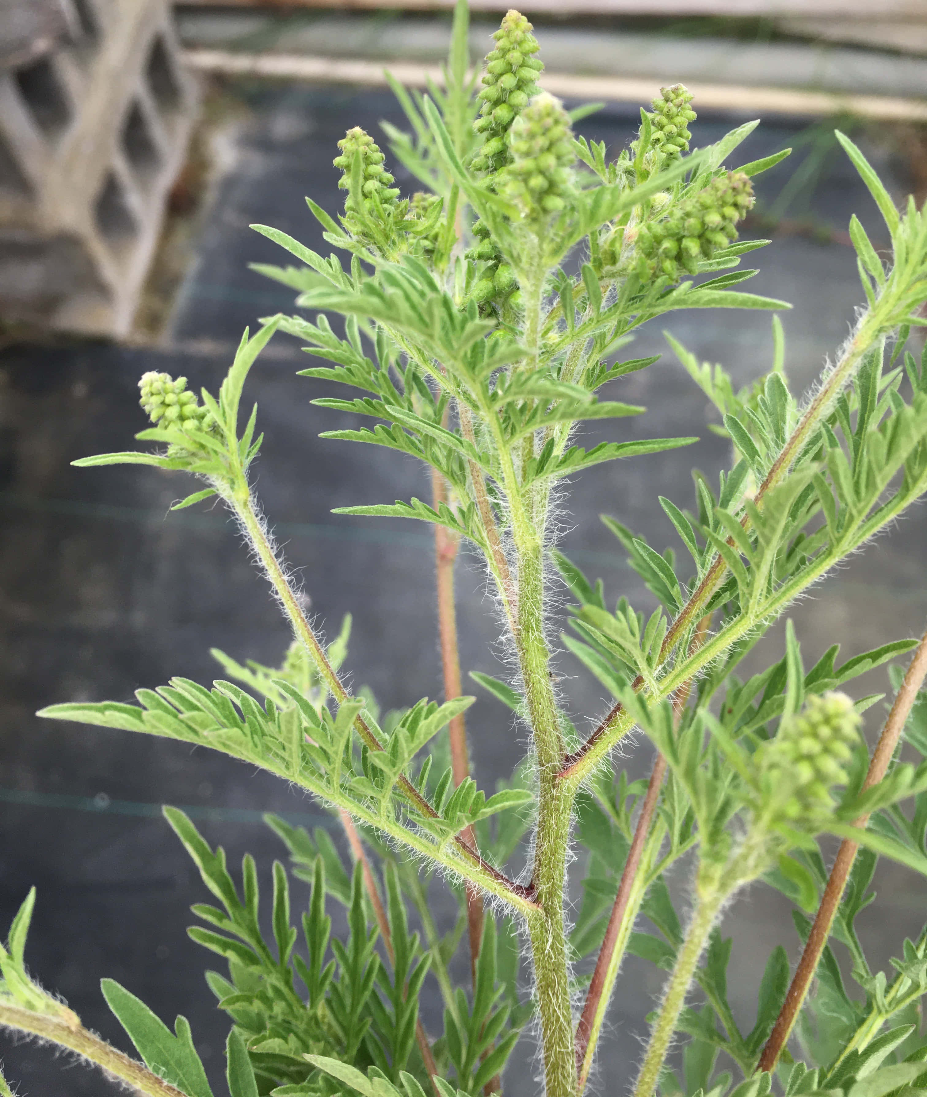豚草 Ambrosia Asteraceae 自然攝影圖 壁紙 — 模糊深色背景下，一株帶有羽毛狀葉片和花蕾簇的毛茸茸綠色植物的特寫。