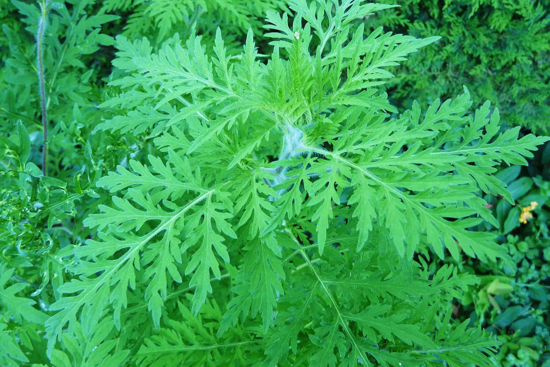 豚草 Ambrosia 鮮綠草地圖片 壁紙 — 植物鮮豔的綠色羽毛狀葉片，帶有複雜的葉脈，其中還藏著精緻的蜘蛛網。