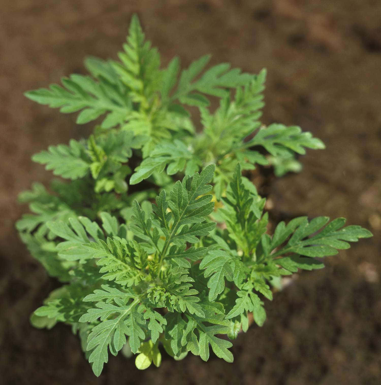 豚草伸向天空的姿態 壁紙 — 一棵邊緣呈鋸齒狀的鮮綠色葉子植物在肥沃的棕色土壤中生長的近距離特寫。