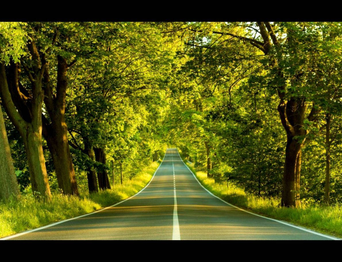 一條筆直的道路，兩旁種滿高大的綠樹，在明亮的陽光下。