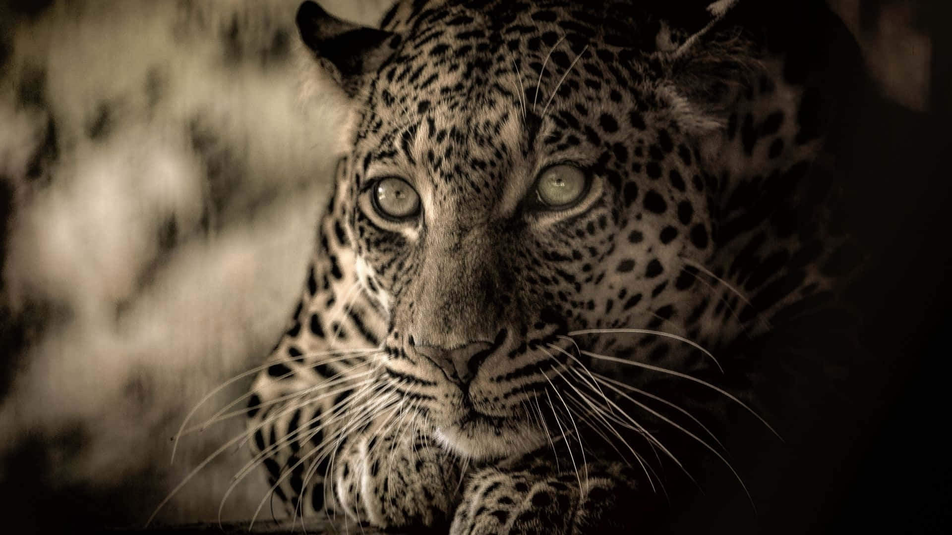 African Wildlife 桌布 壁紙 — 豹嘅特寫，眼神銳利，以懷舊啡色調呈現，背景柔和模糊。