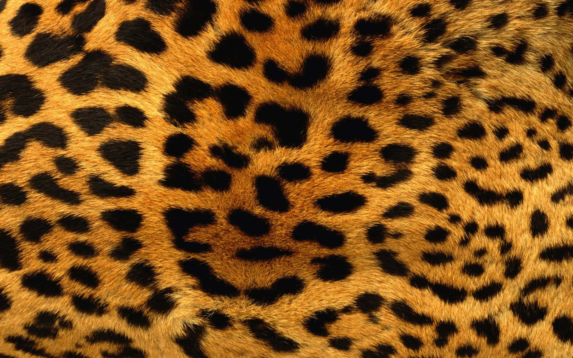 Animal Print 桌布 壁紙 — 豹嘅金色毛皮特寫，帶有醒目嘅黑色玫瑰花紋同柔軟質感。