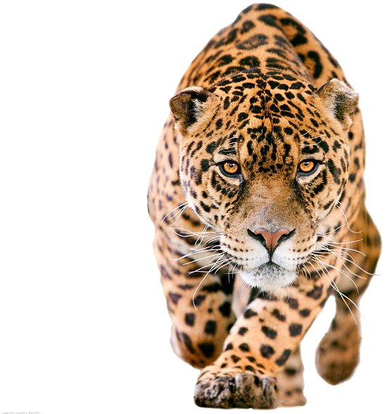 豹狩獵瞬間 壁紙 — 一隻兇猛的美洲豹在純黑背景下，以強烈的琥珀色眼睛向前邁進。