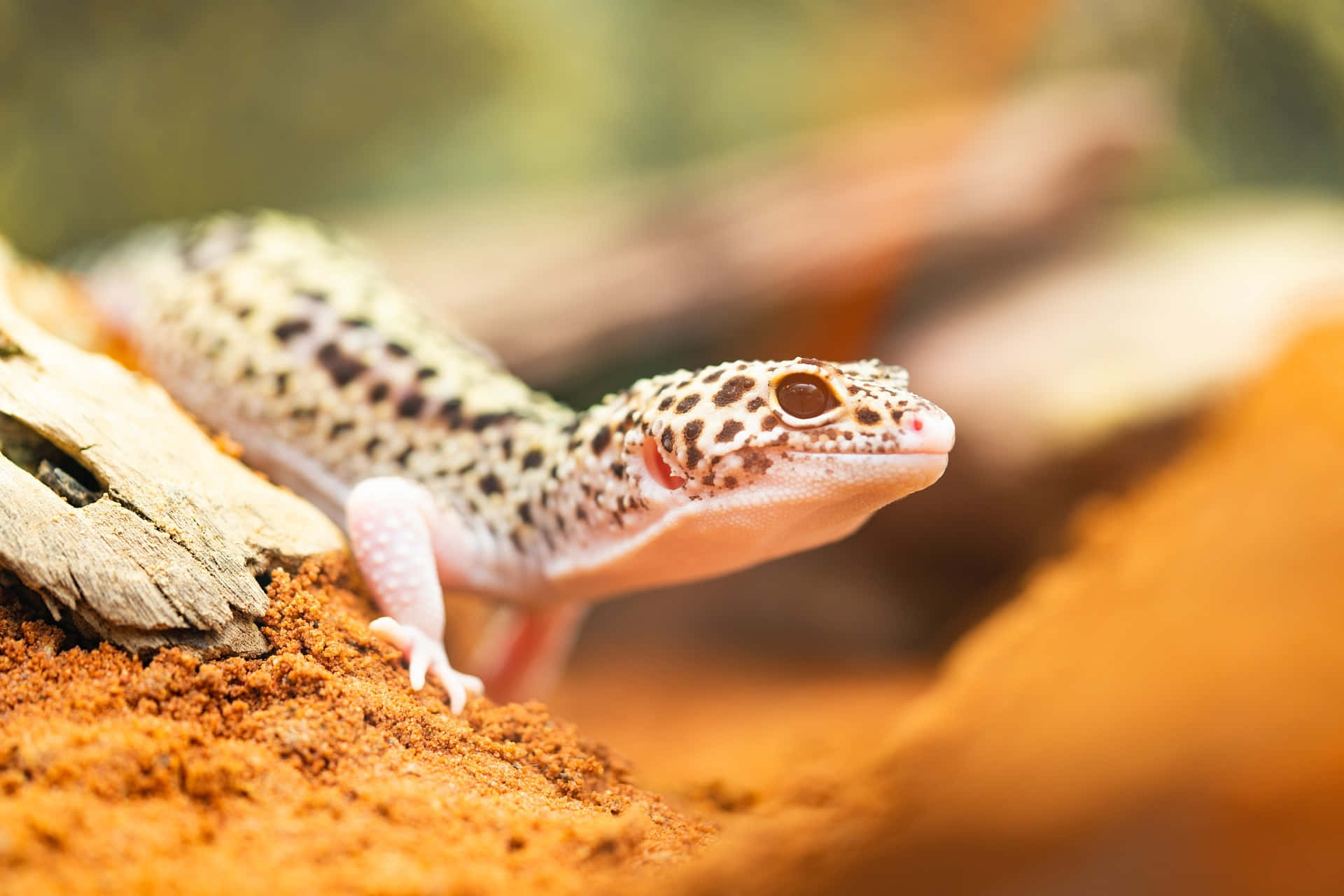 gecko 桌布 壁紙 — 豹紋守宮（有斑點皮膚）棲息在沙地地形上，靠近風化木頭的近距離特寫。