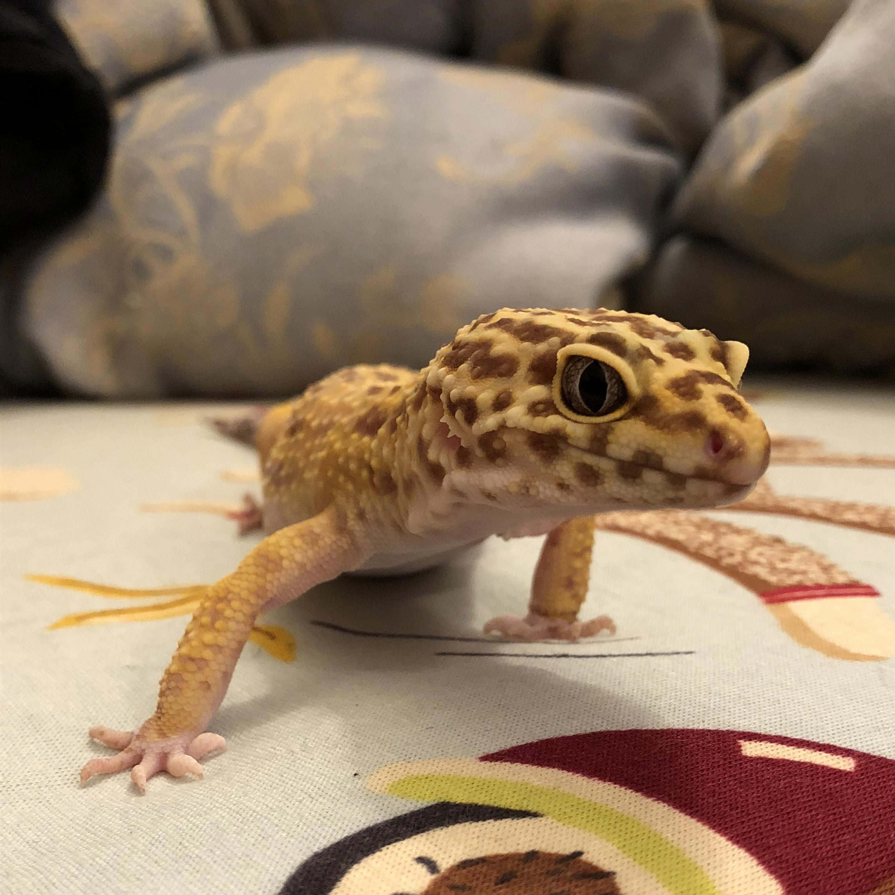 gecko 桌布 壁紙 — 豹紋守宮（黃褐色斑點）嘅特寫，喺色彩繽紛嘅圖案布料上休息。