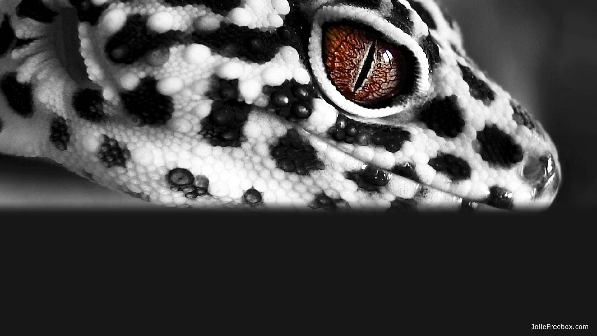 壁虎頭部特寫，帶有細緻斑點皮膚和琥珀色眼睛。