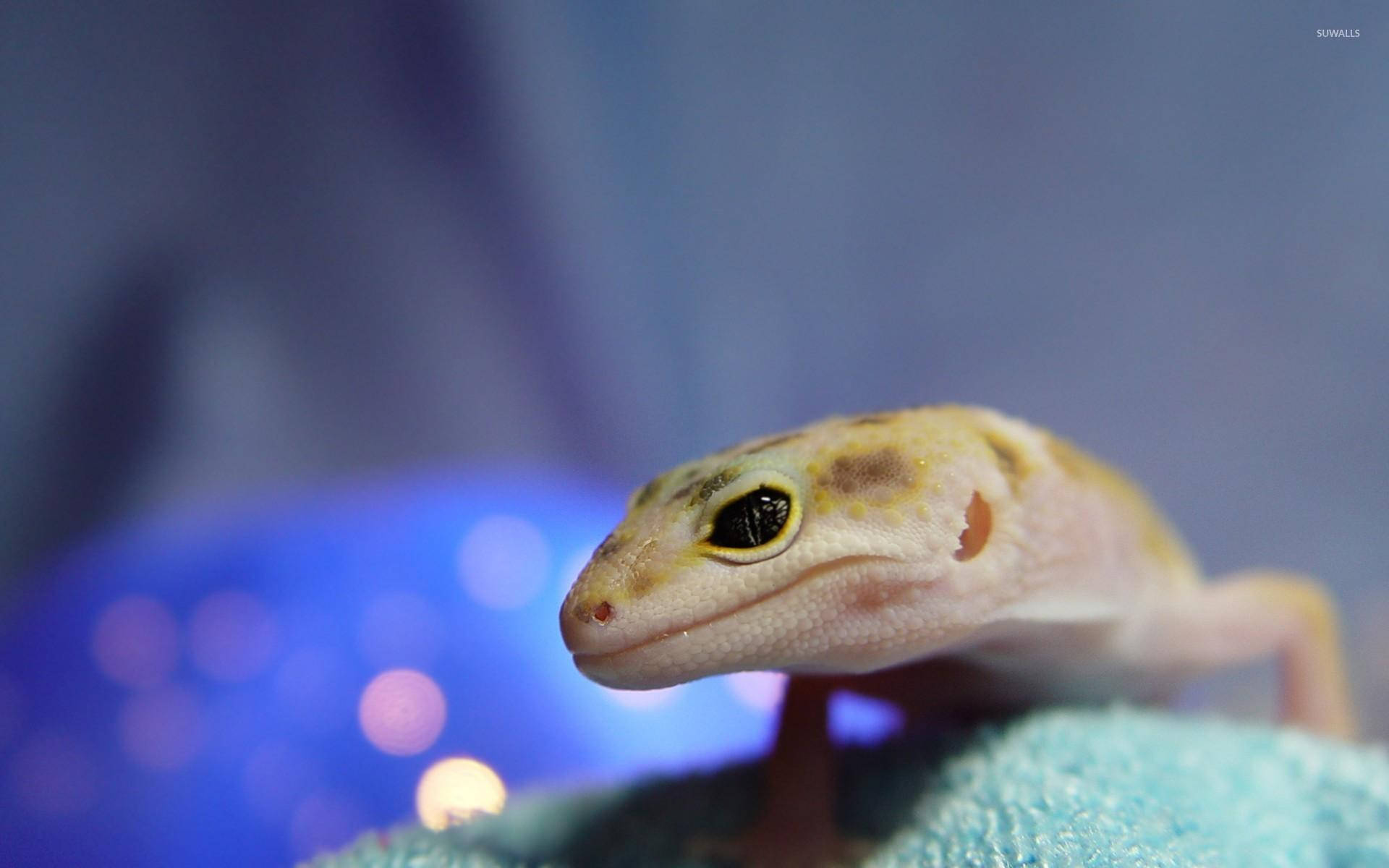 豹紋守宮在青綠色毛巾上休息，背景為藍色散景。