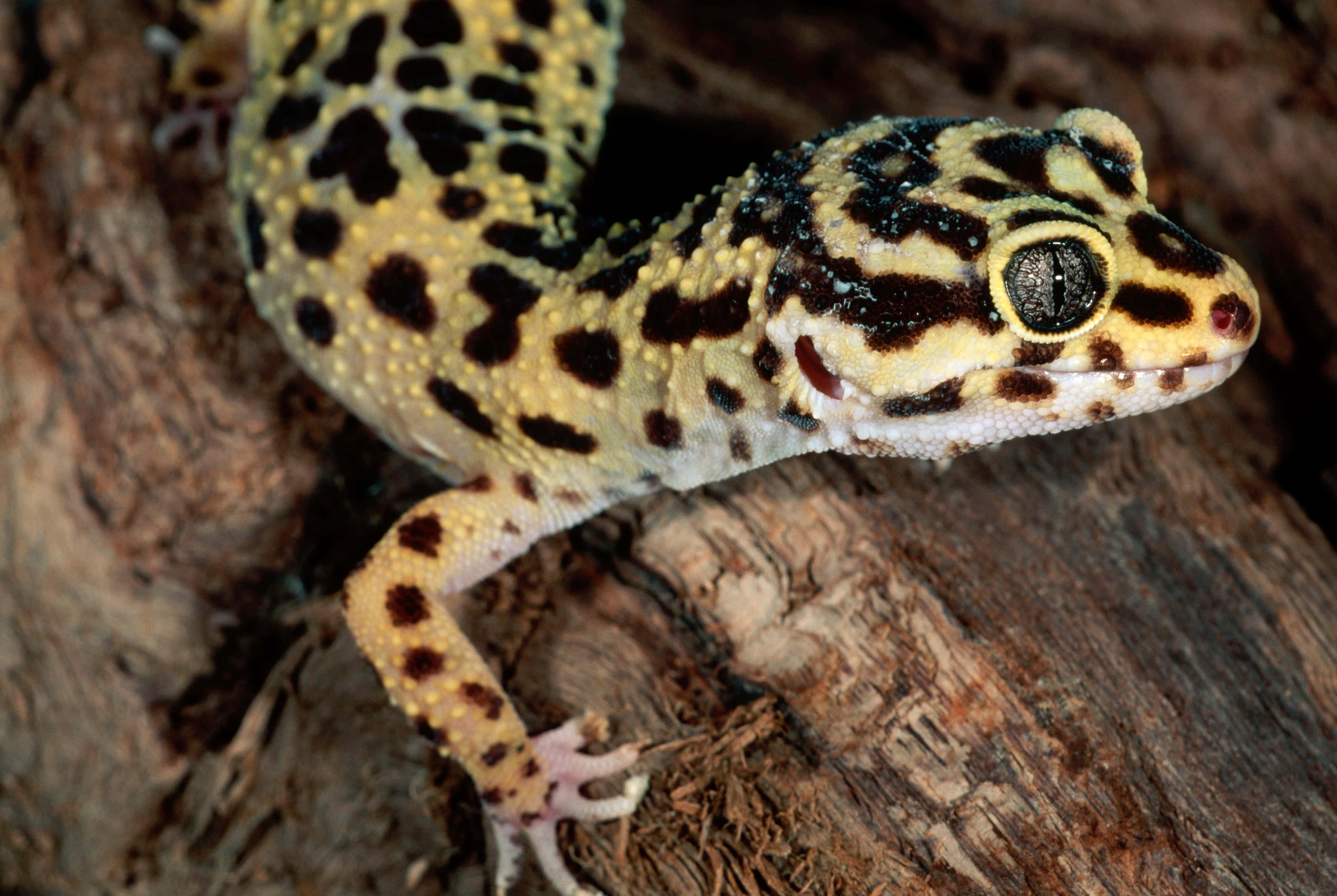 gecko 桌布 壁紙 — 豹紋守宮的近距離特寫，黃黑斑點皮膚棲息在粗糙樹皮上。