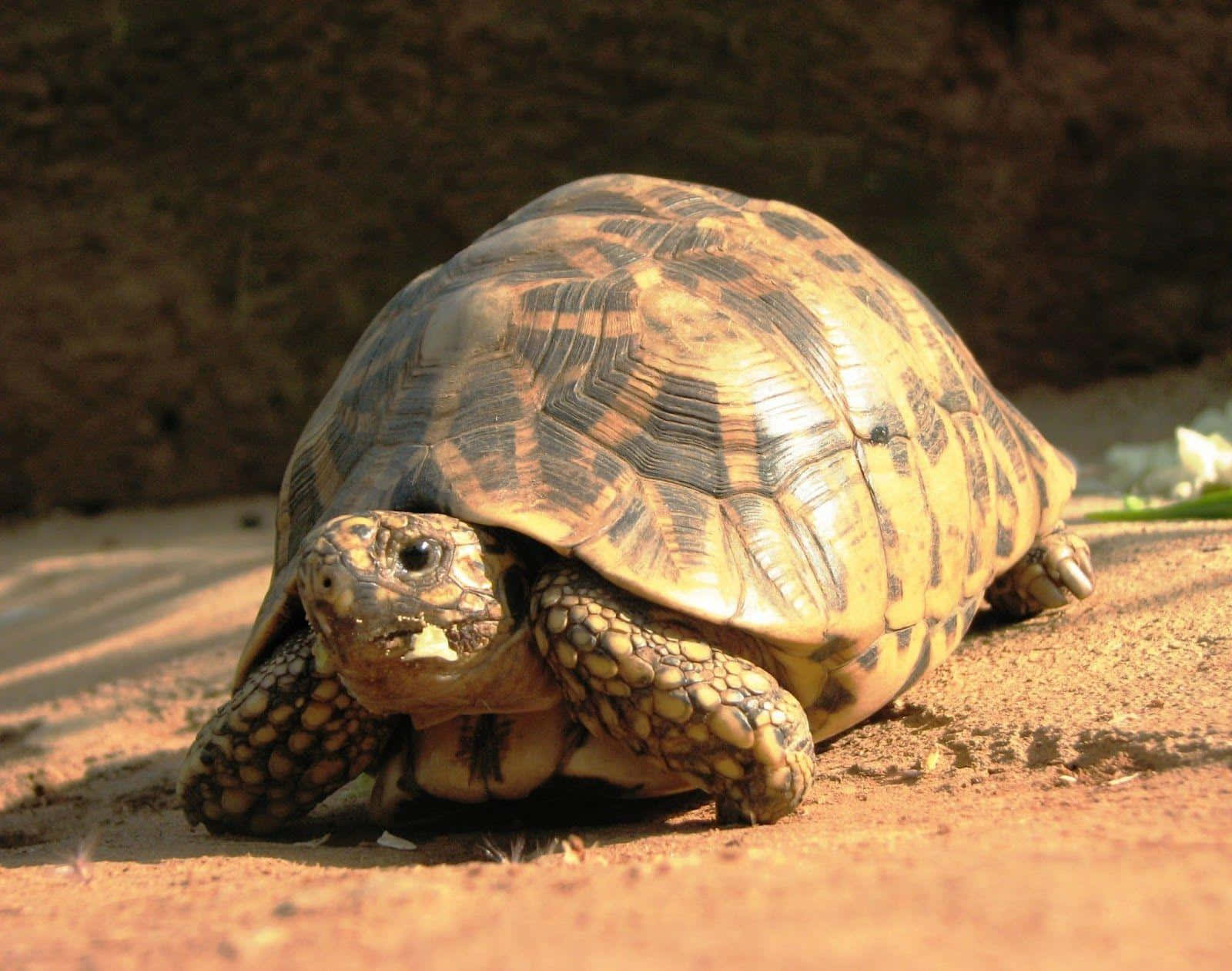 tortoise 桌布 壁紙 — 豹紋陸龜的近距離特寫，擁有複雜的黃色和黑色龜殼圖案，在乾燥的紅褐色泥土上行走。