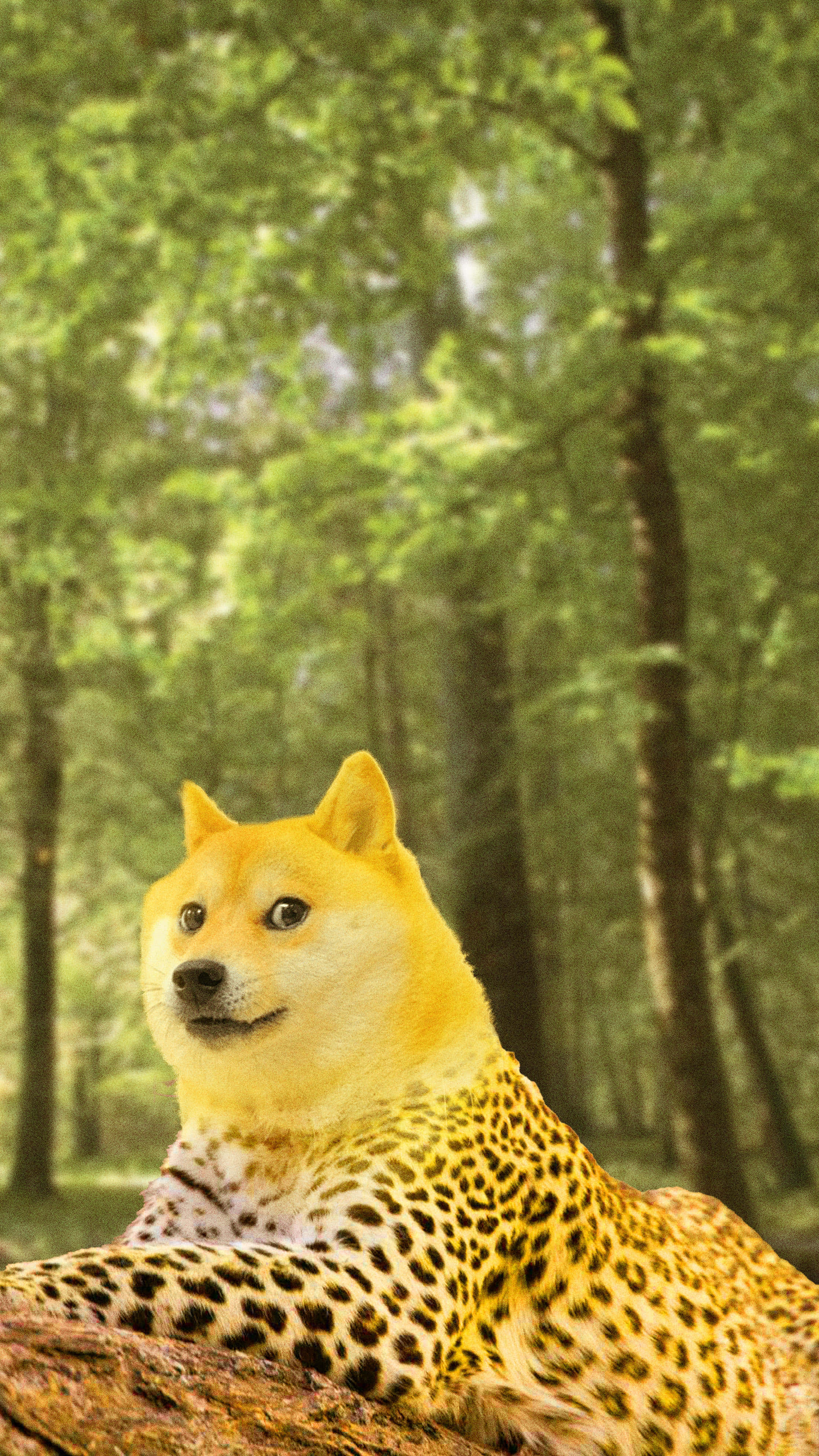 豹頭狗狗置身森林 壁紙 — 一隻擁有豹紋斑點毛皮的柴犬，在陽光明媚的綠色森林中，懶洋洋地躺在木頭上。