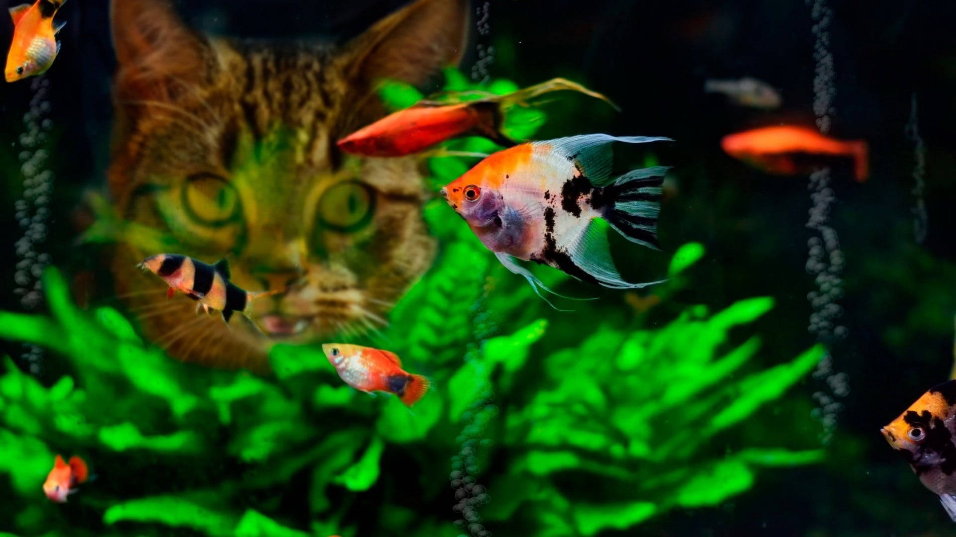 一隻虎斑貓睇住魚喺綠色燈光嘅魚缸入面游水。