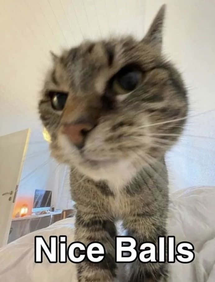 一隻不悅的虎斑貓坐在床上，附有文字 Nice Balls。